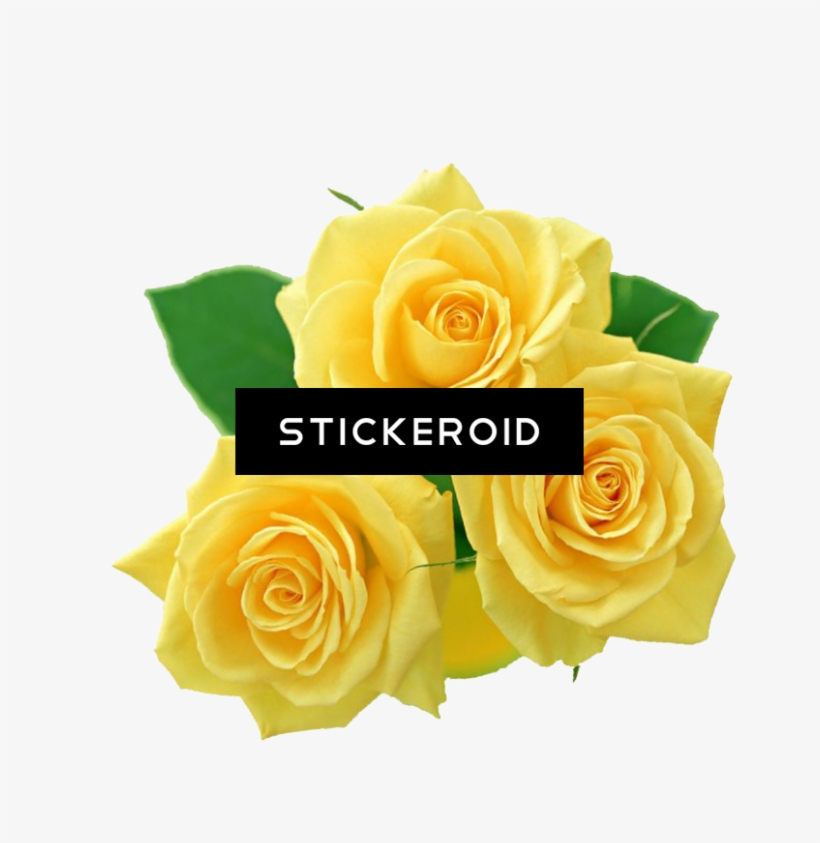 Pink Roses Flowers Bouquet - Rose Gialle, transparent png