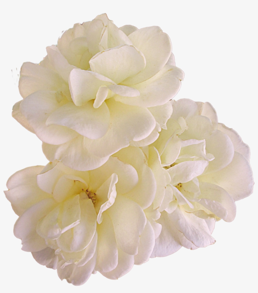 Gardenia Flowers Png Pic - Portable Network Graphics, transparent png