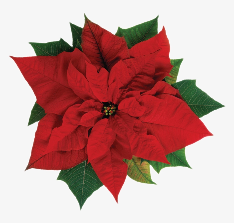 Poinsettia, transparent png