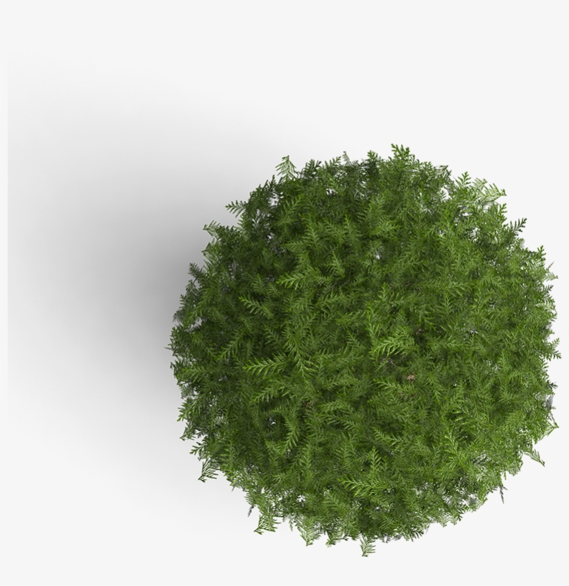 Some Of Our Clients - Cipres En Planta, transparent png