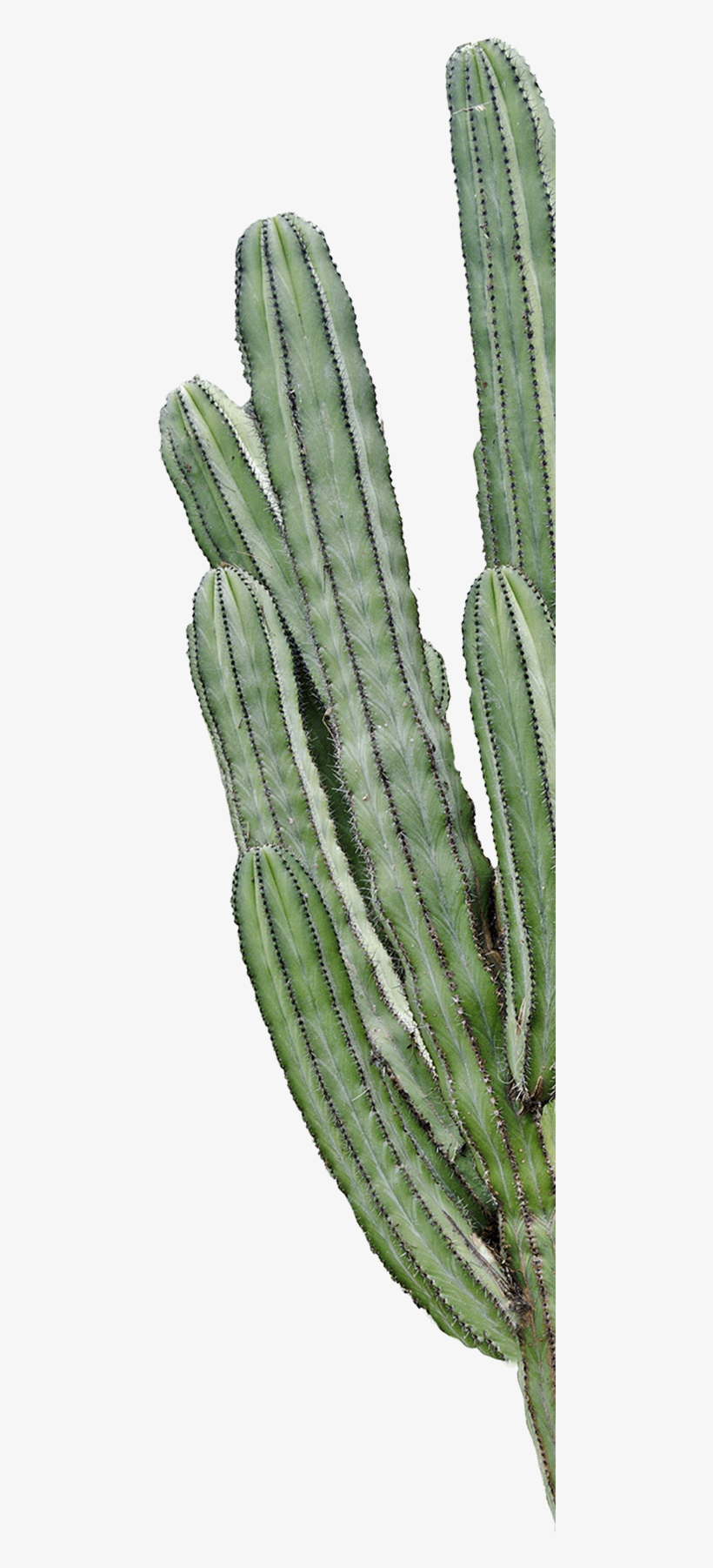 Cactus, transparent png