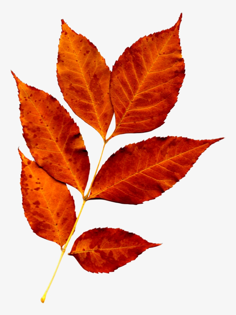 Fall Leaves Png, Fall Leaves Pictures, Leaf Flowers, - Biomass Derived Hard Carbon, transparent png