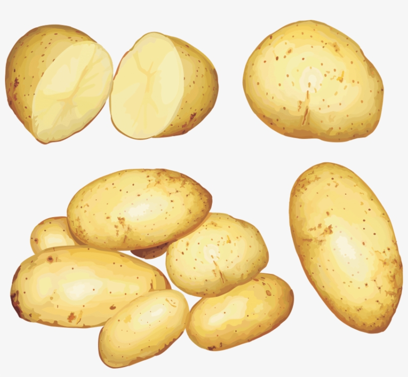 Free Png Potato Png Images Transparent - Potato Root Clip Art, transparent png
