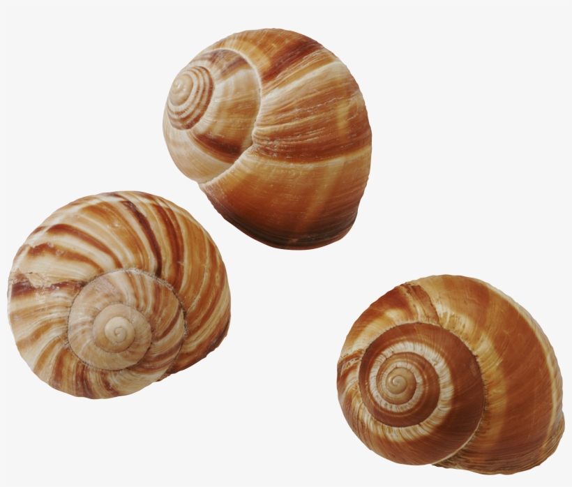 Seashell Png - Molluscs, transparent png