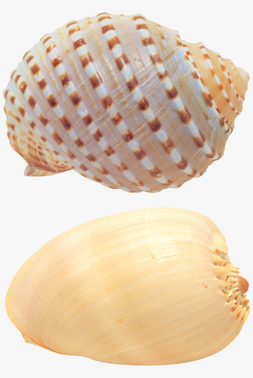 Seashell Png, Download Png Image With Transparent Background, - 贝壳 图片, transparent png