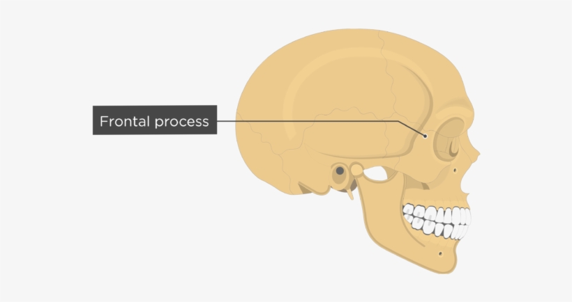 Frontal Process - Zygomatic Bone - Lateral View - Zygomatic Bone Frontal Process, transparent png