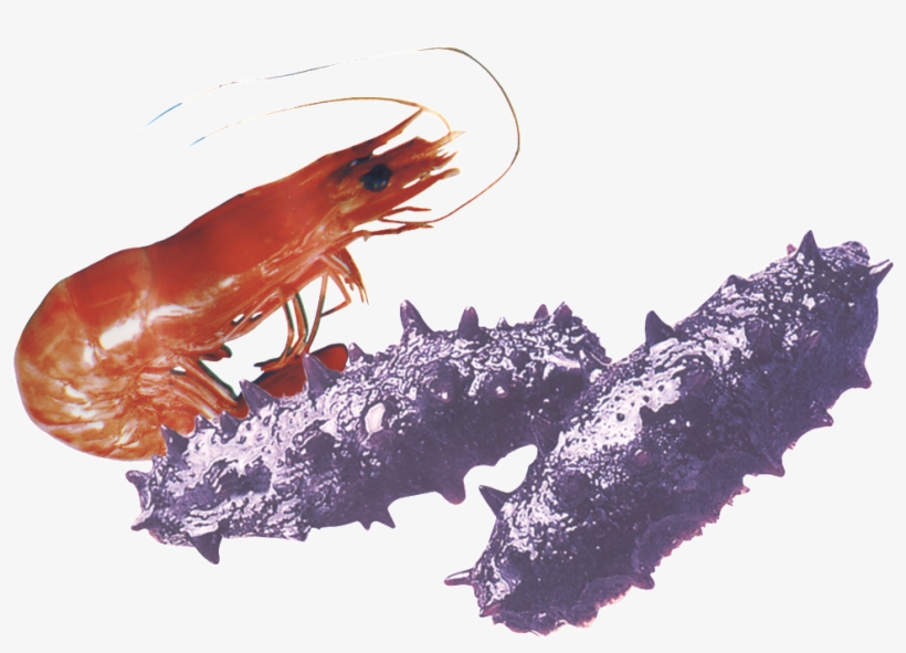 Aesthetically Beautiful Shrimp Ginseng Static Png - Cetriolo Di Mare Png, transparent png