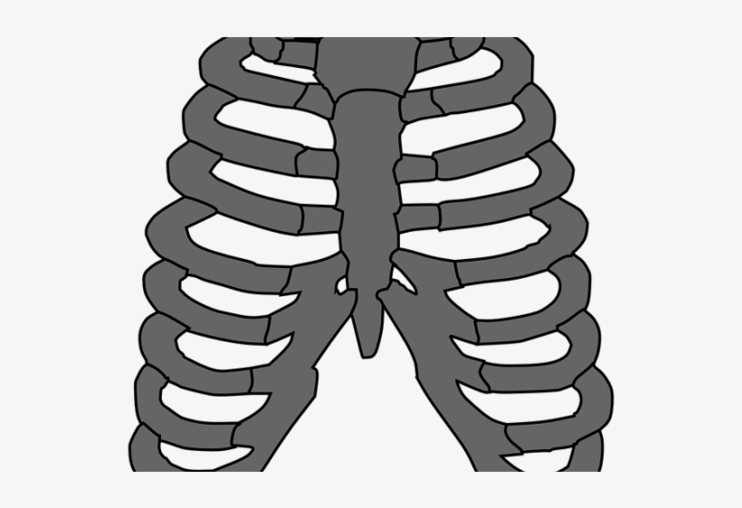 Rib Cage Png Transparent Images - Costillas Huesos Vector, transparent png