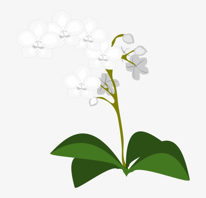 Moth Orchids Flowering Plant Plants - Orchid Plant Border, transparent png