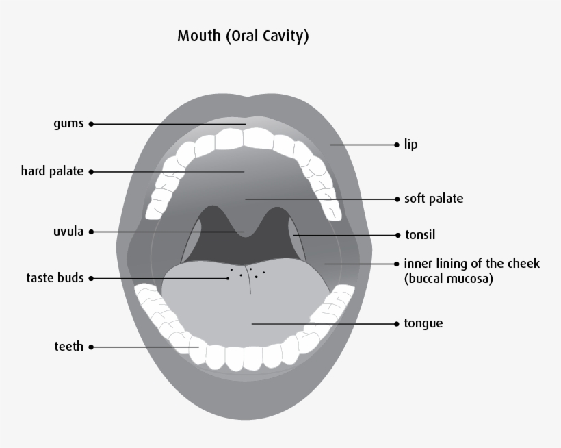 Diagram Of The Mouth - Lining Of The Mouth, transparent png