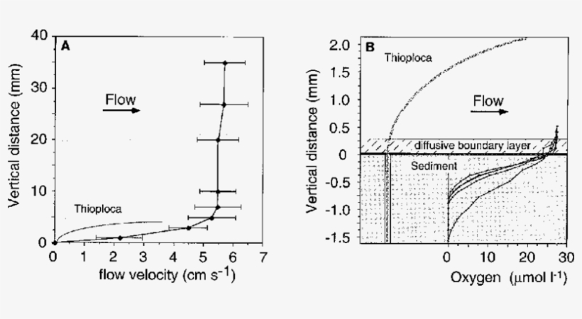 The Thick Shaded Lines Indicate The Levels Of Turbulence - Thioploca, transparent png