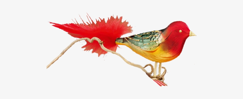 Perching Bird, transparent png