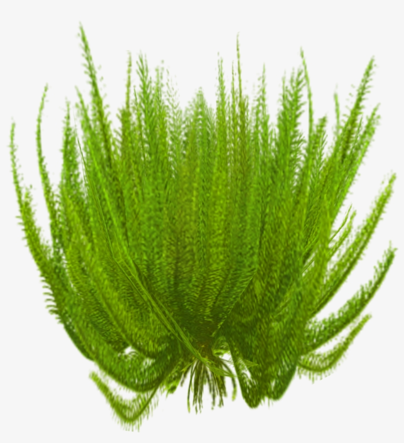 Feather Star 1 - Wiki, transparent png