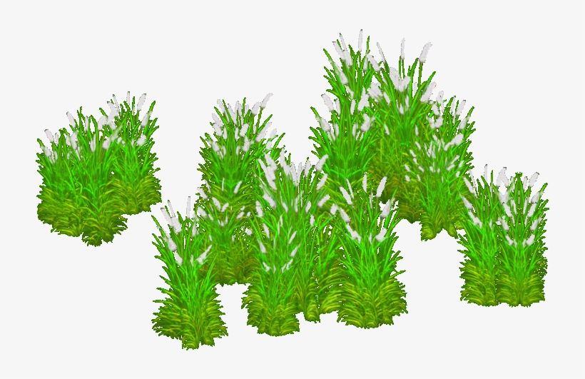 Kans Grass - Grass, transparent png