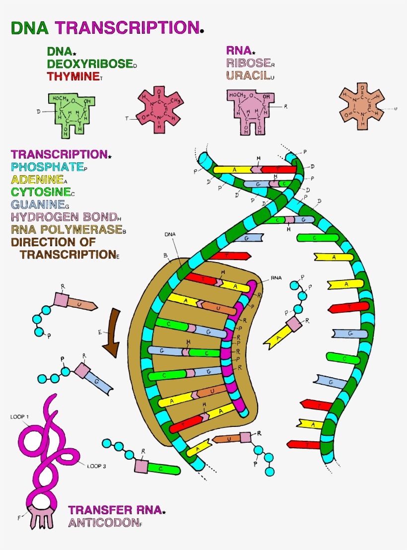Dna Replication Coloring Worksheet