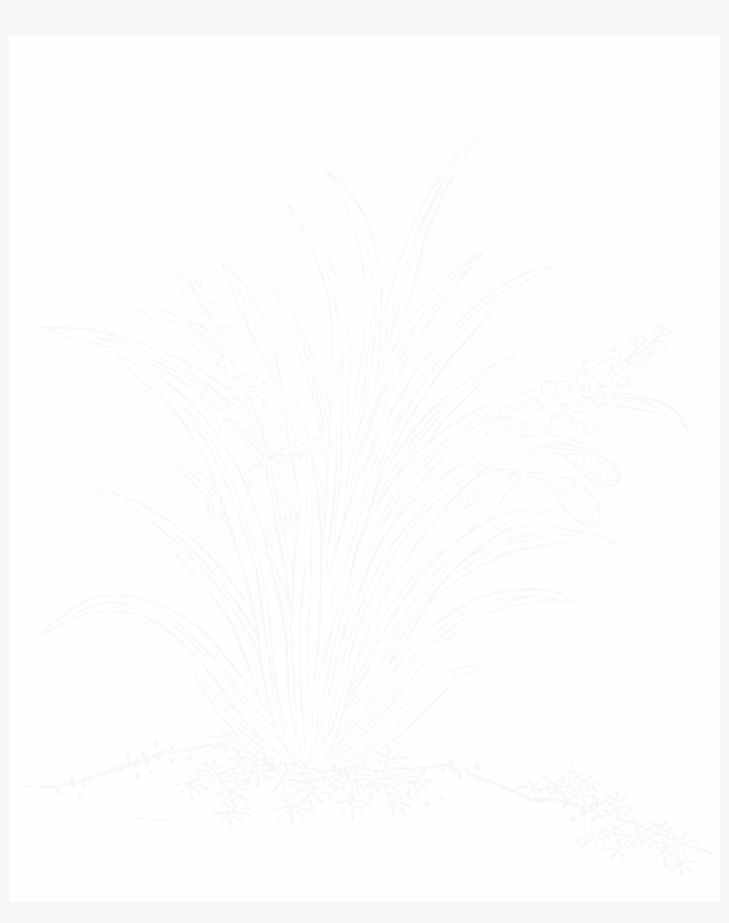 File - Imperial Encyclopaedia - Plant Kingdom - Pic448 - Line Art, transparent png