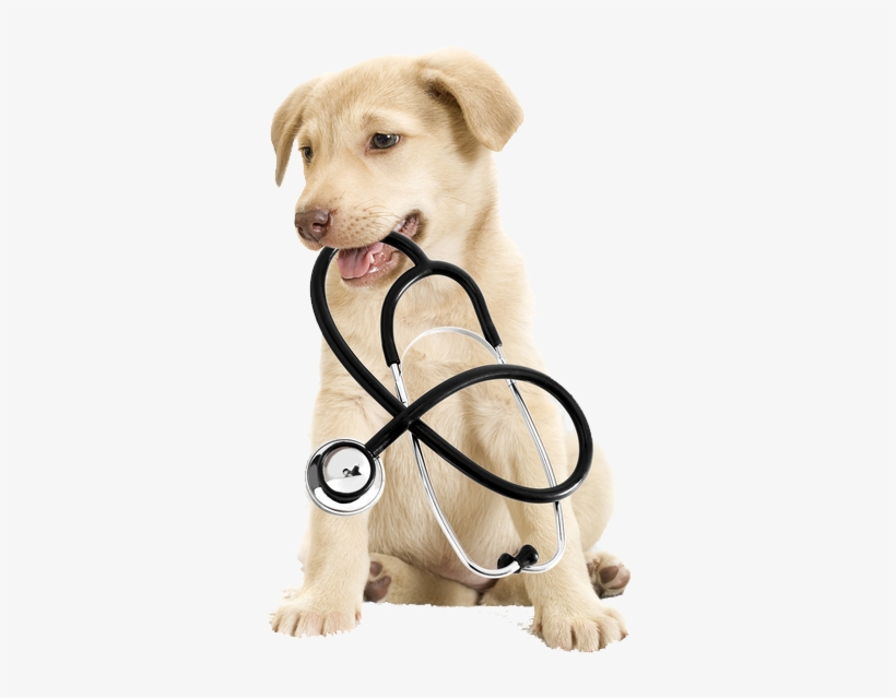 Contact Us - Pet Animal Surgery, transparent png