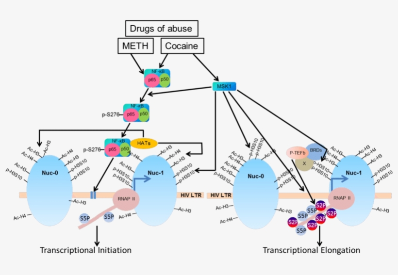Schematic Diagram Showing That Drugs Of Abuse, Specifically - Cocaine, transparent png