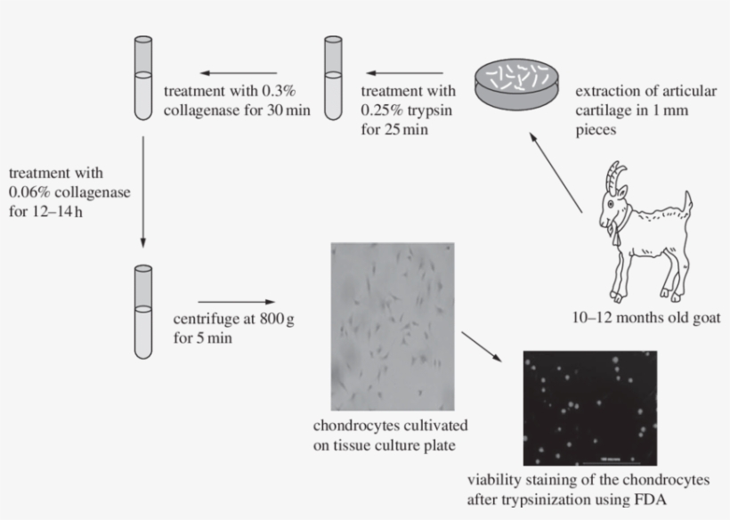 Schematic Diagram Showing The Procedure For Isolation - Schematic ...