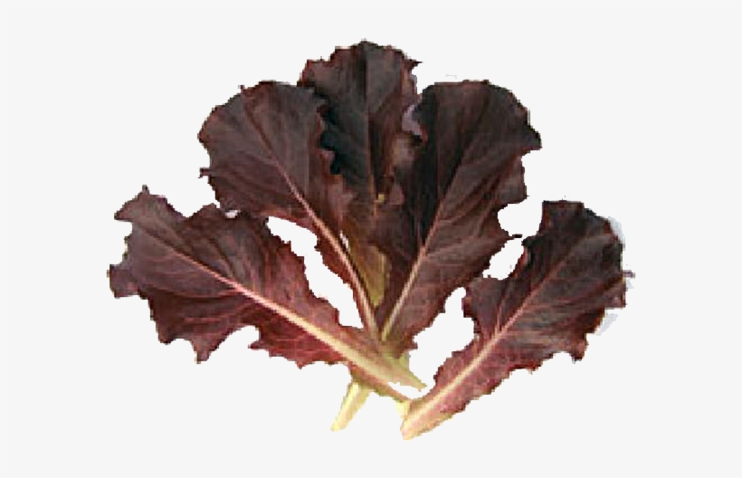 Batavia Red - Red Batavia Lettuce, transparent png