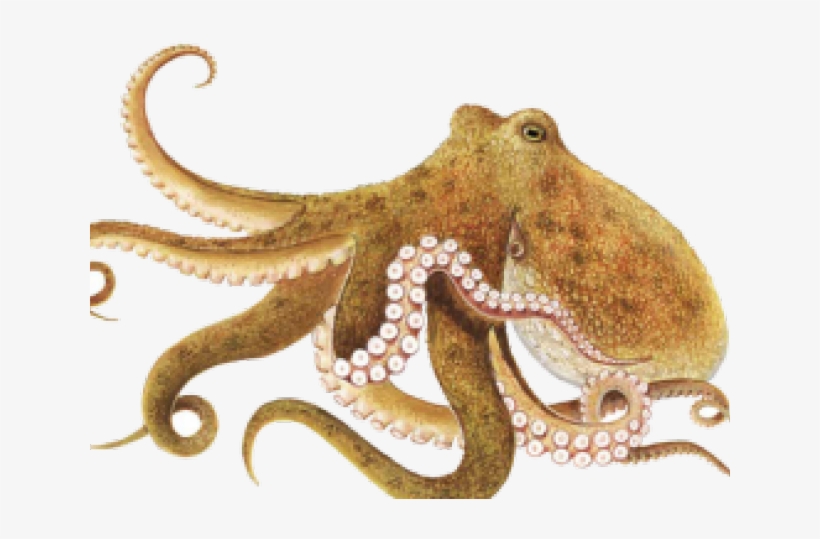 Octopus Png Transparent Images, transparent png