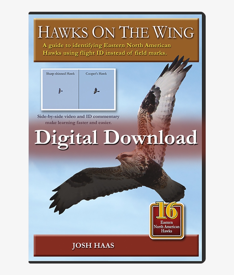 Hawks - Buzzard, transparent png