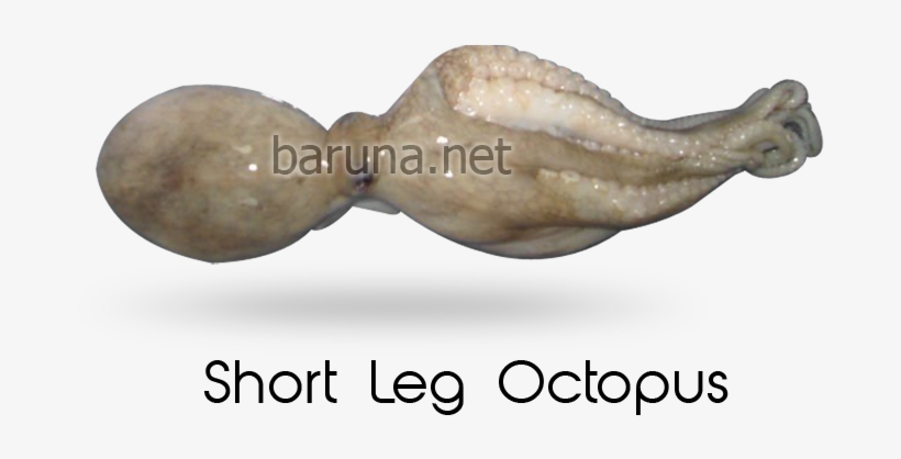 Octopus, transparent png