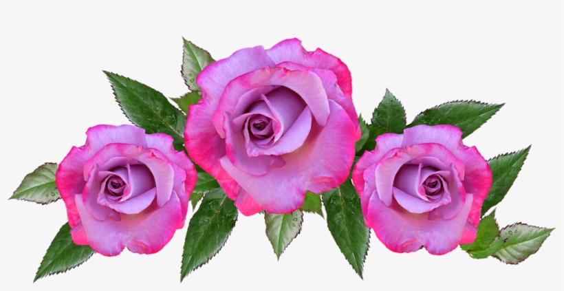 Rose, Flower, Floral, Petal, Anniversary - Blue Anniversary Flowers Png, transparent png