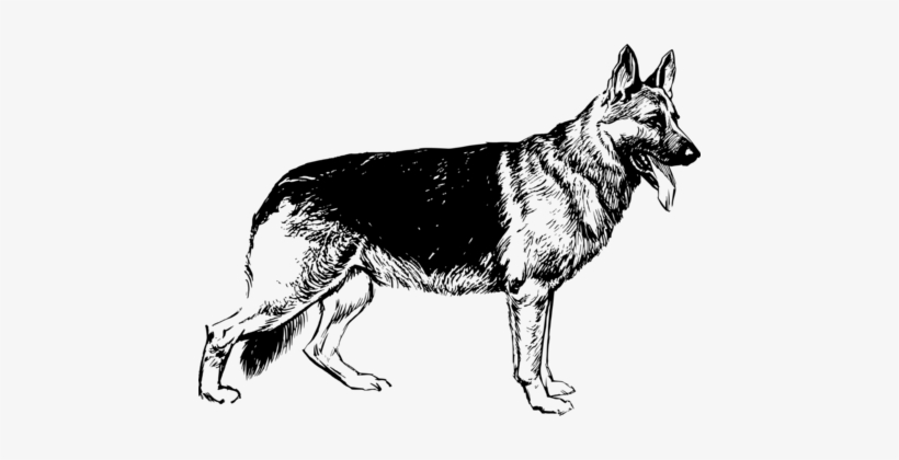German Shepherd White Shepherd Saarloos Wolfdog Puppy - German Shepherd Black And White, transparent png