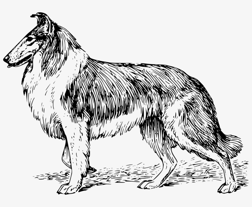 Shepherd Dog - Drawing Of A Collie, transparent png