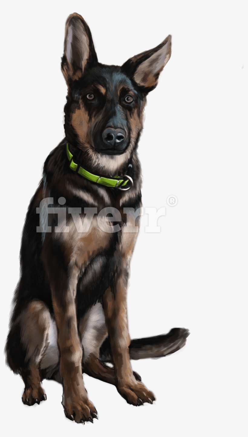 Old German Shepherd Dog, transparent png