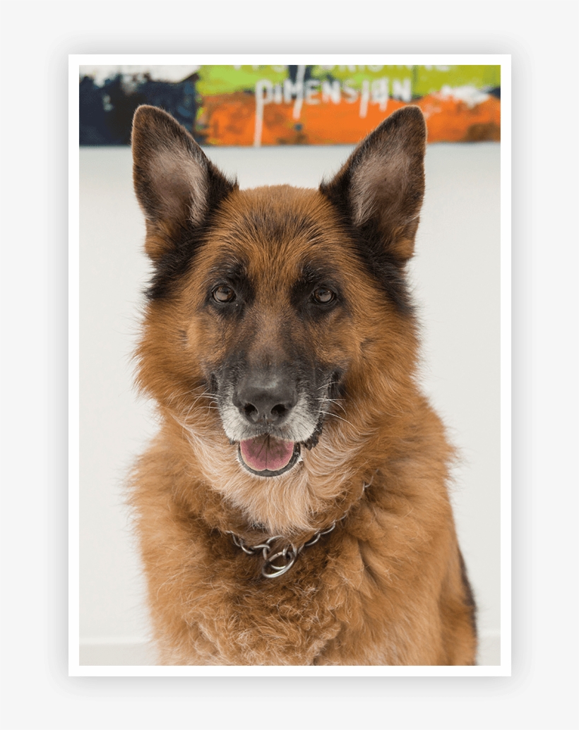 Kingston German Shepherd In Office - German Shepherd, transparent png