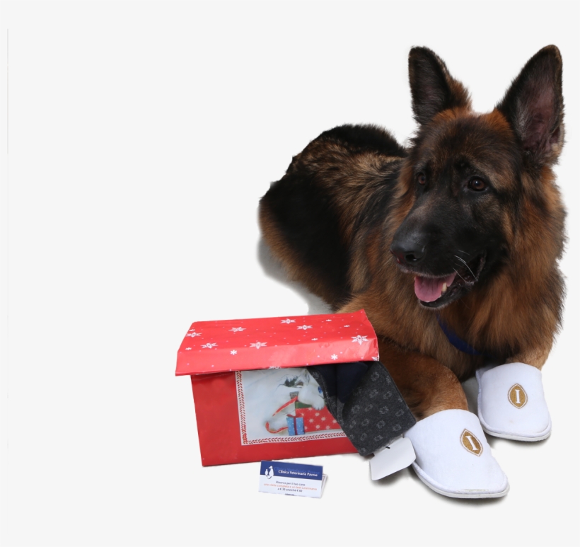 Old German Shepherd Dog, transparent png