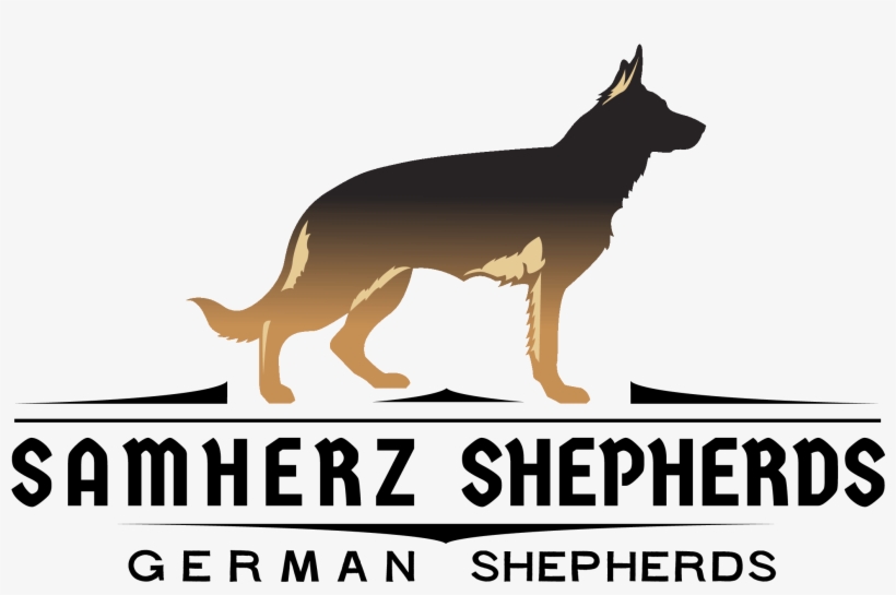 Old German Shepherd Dog, transparent png