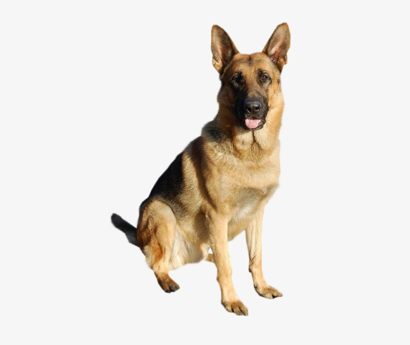 German Shepherd Png Image Background - German Shepherd Retired Dogs, transparent png