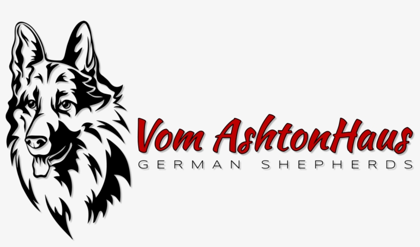 Ashtonhaus German Shepherds - Dog, transparent png