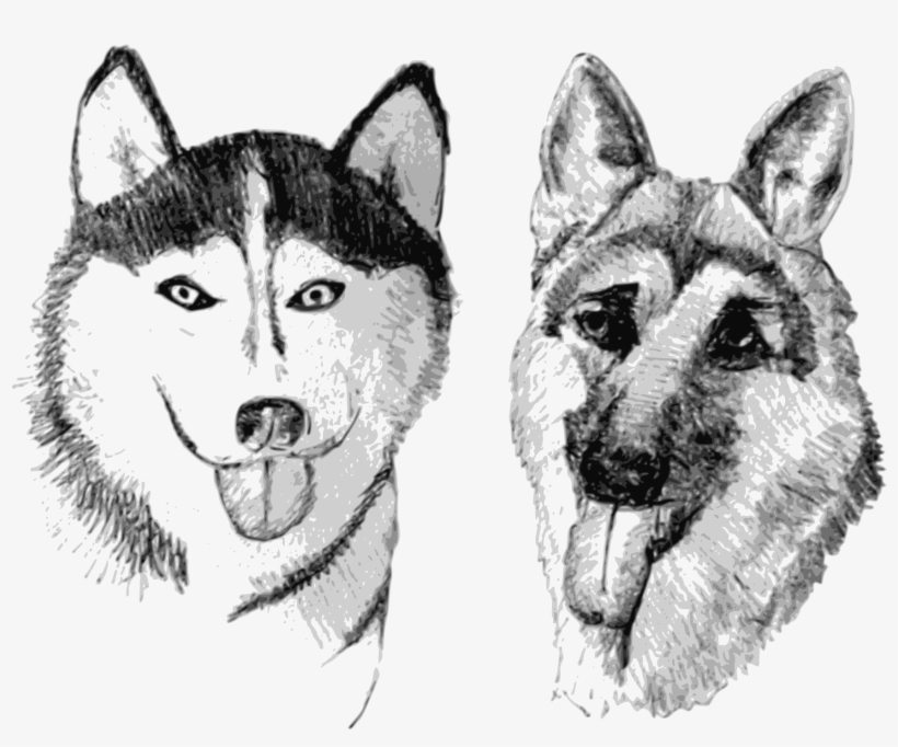 Open - German Shepherd And Husky Drawing, transparent png