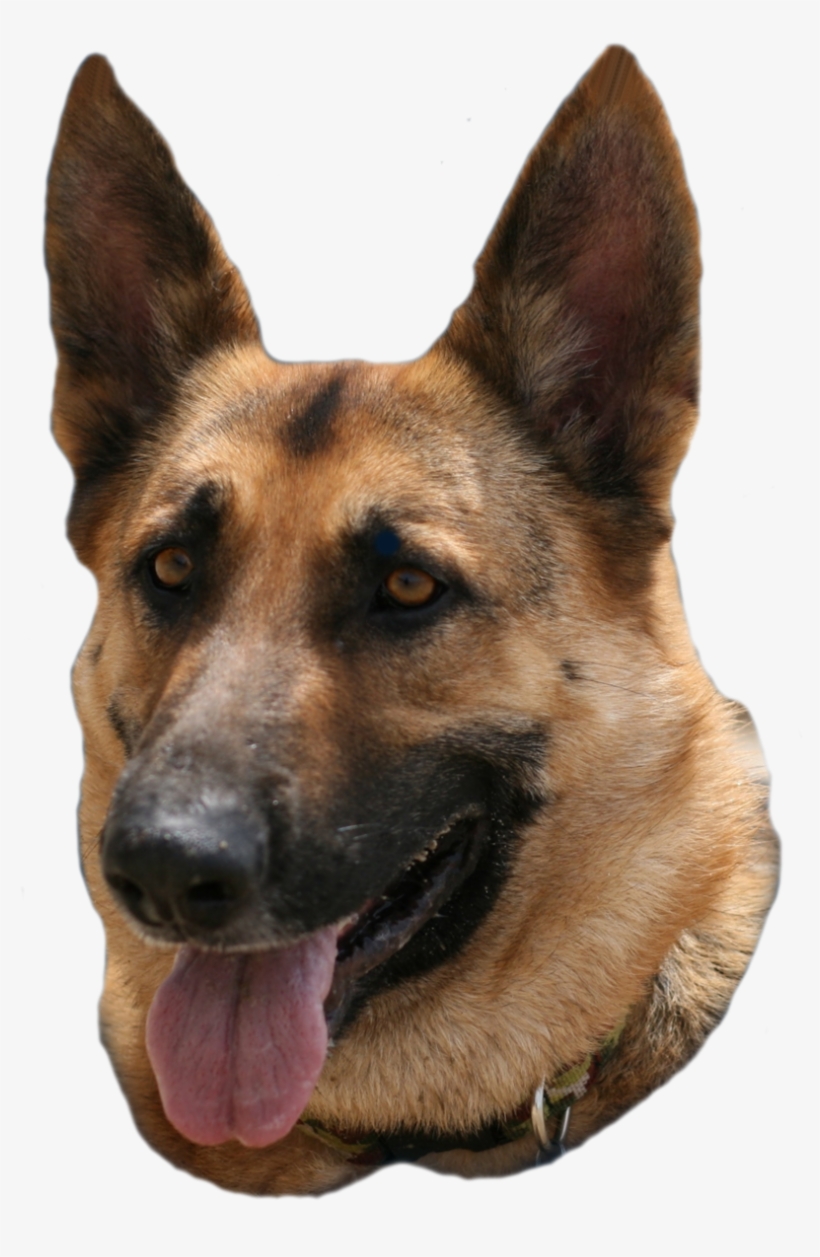 Old German Shepherd Dog, transparent png