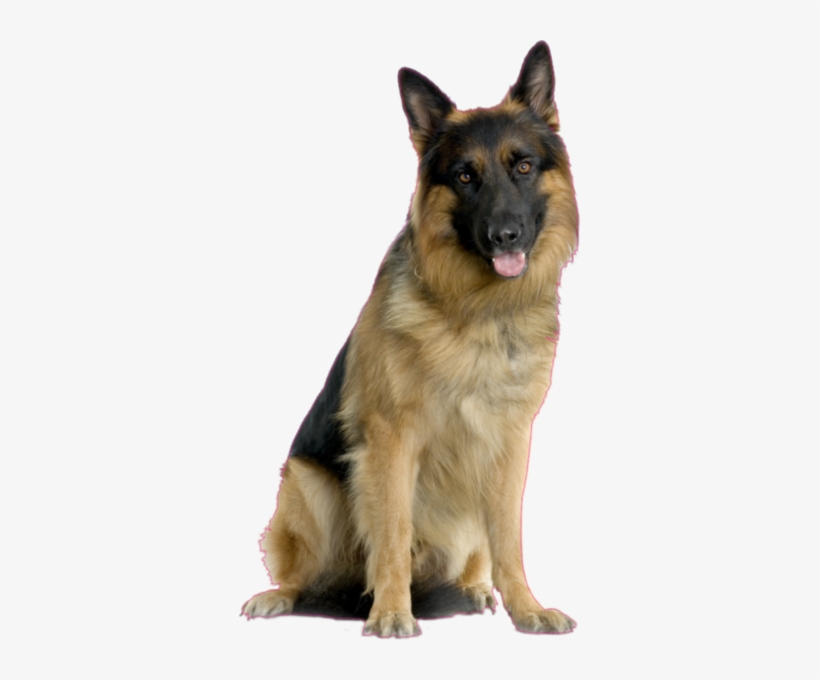 Share This Image - German Shepherd Dog Images Free Download, transparent png