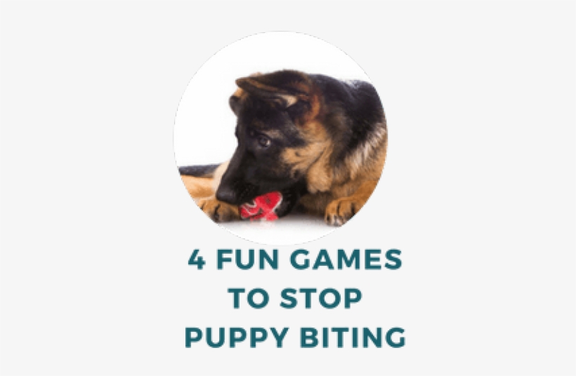 German Shepherd Dog, transparent png