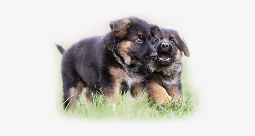 Best German Shepherd Puppy, transparent png