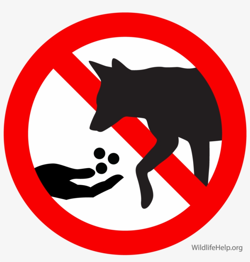 What Should I Not Feed My Puppy