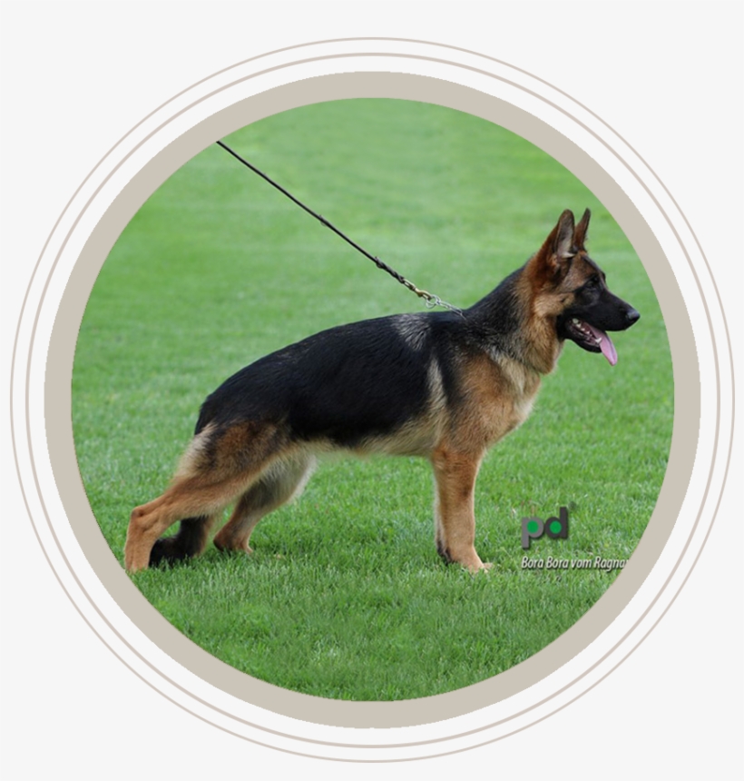 Dogs For Sale - German Shepherd, transparent png