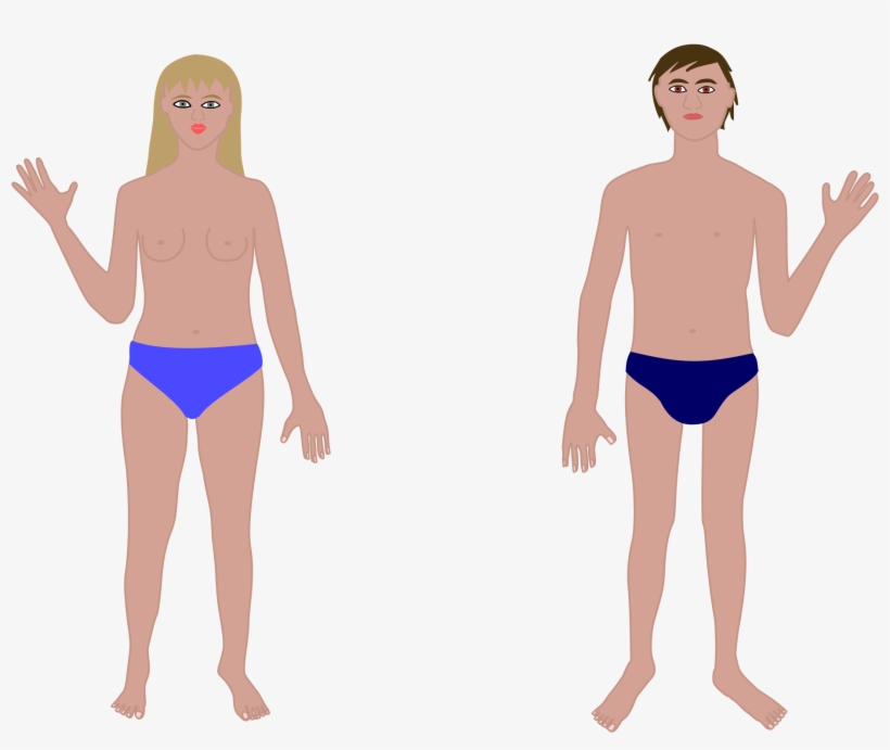 Lungs Clipart Black And White - Human Clipart, transparent png