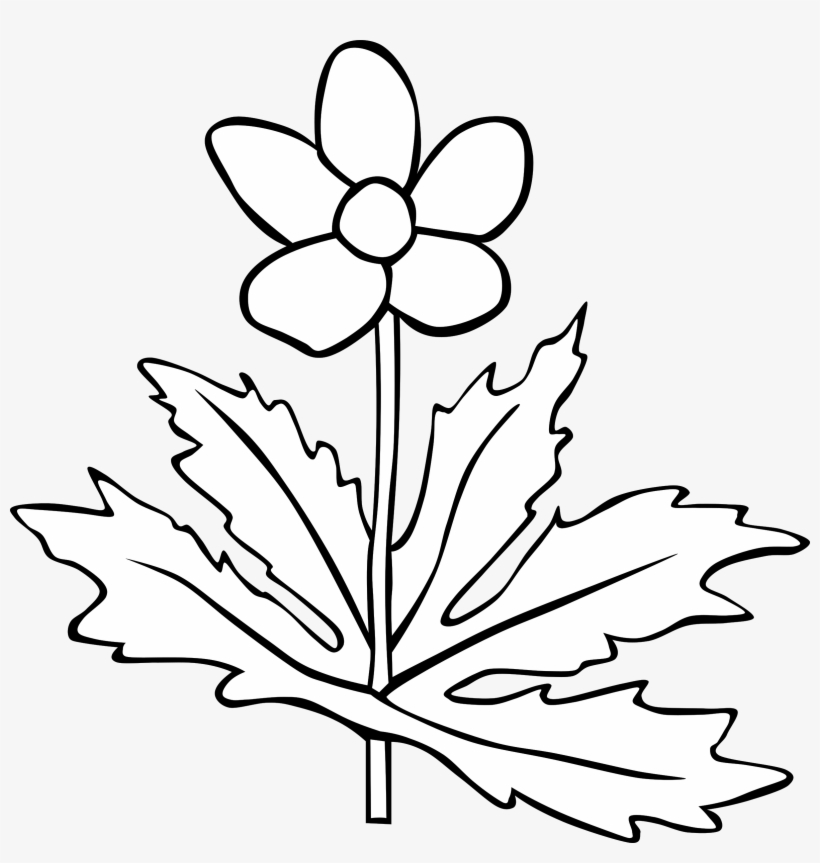 Anemone Canadensis Flower Outline Black And White Stock - Flower Clip Art, transparent png