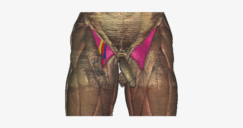 Femoral Triangle Floor - Femoral Triangle, transparent png