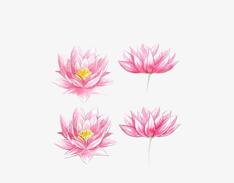 Jpg Transparent Stock Flowers Watercolor Painting Lotus - Watercolor Flowers Easy Draw, transparent png
