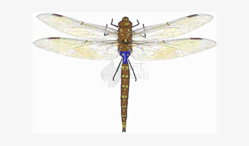 Dragonfly Graphics Art - Anax, transparent png