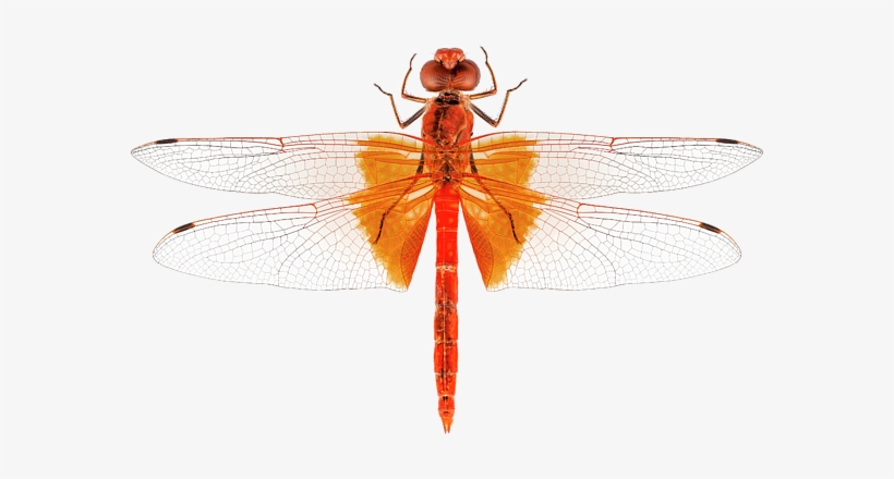 Bleed Area May Not Be Visible - Scarlet Dragonfly, transparent png