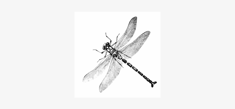 International Card Making Day - Net-winged Insects, transparent png